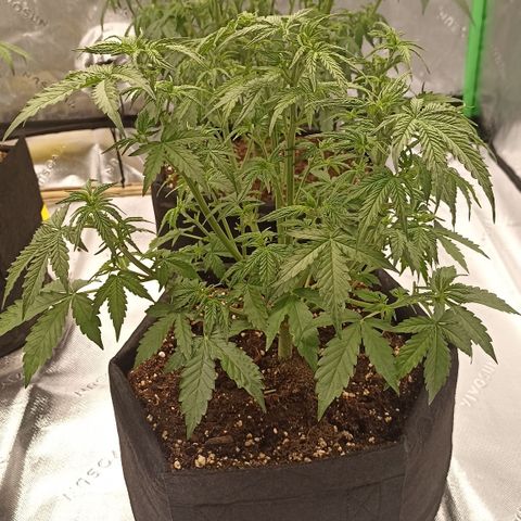 Blueberry Zkittlez Automatic growlog timeline photo