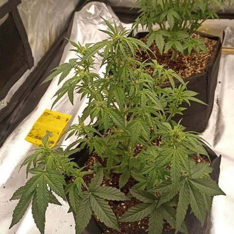 Blueberry Zkittlez Automatic growlog timeline photo