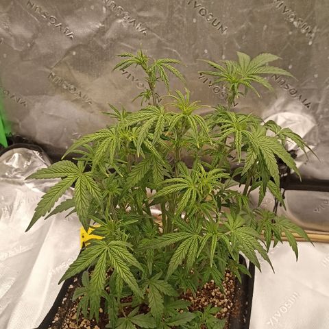 Blueberry Zkittlez Automatic growlog timeline photo