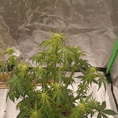 Blueberry Zkittlez Automatic growlog timeline photo