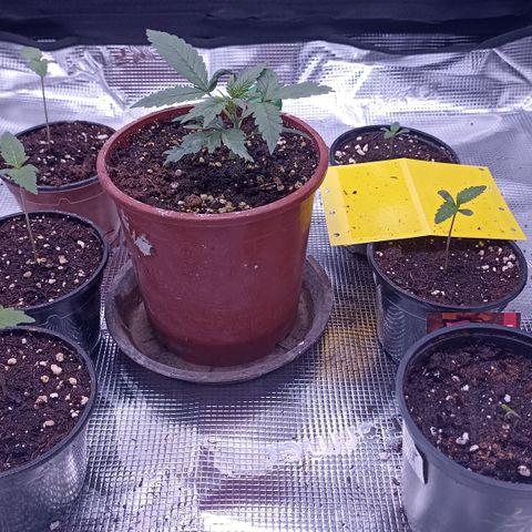 Wappa #3 growlog timeline photo