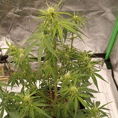 Blueberry Zkittlez Automatic growlog timeline photo