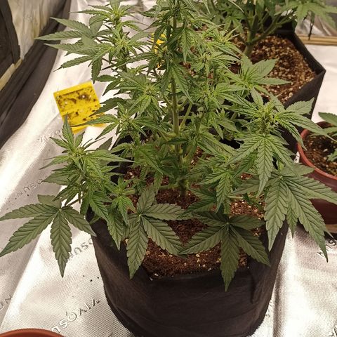 Blueberry Zkittlez Automatic growlog timeline photo