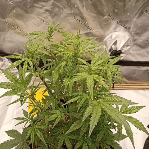 Blueberry Zkittlez Automatic growlog timeline photo