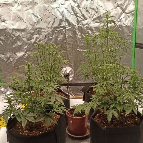 Blueberry Zkittlez Automatic growlog timeline photo