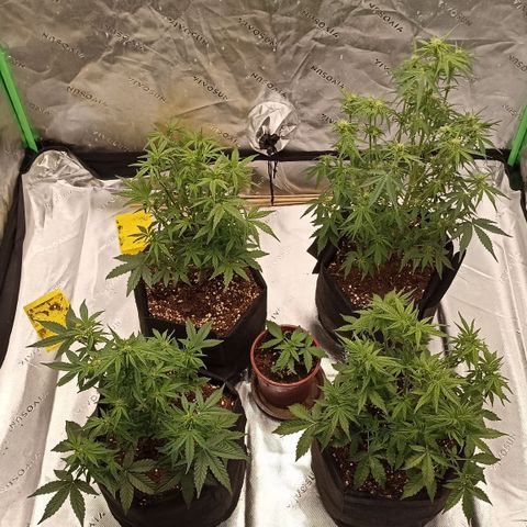 Blueberry Zkittlez Automatic growlog timeline photo
