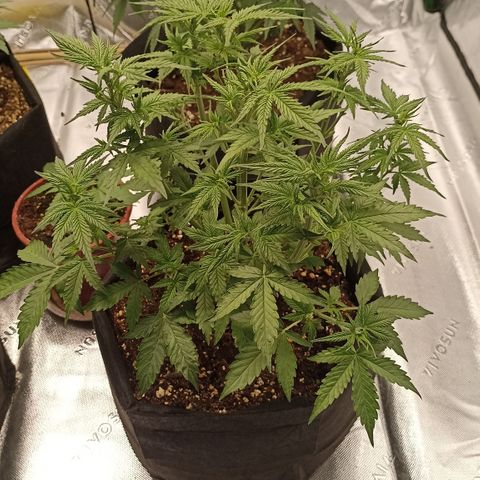 Blueberry Zkittlez Automatic growlog timeline photo