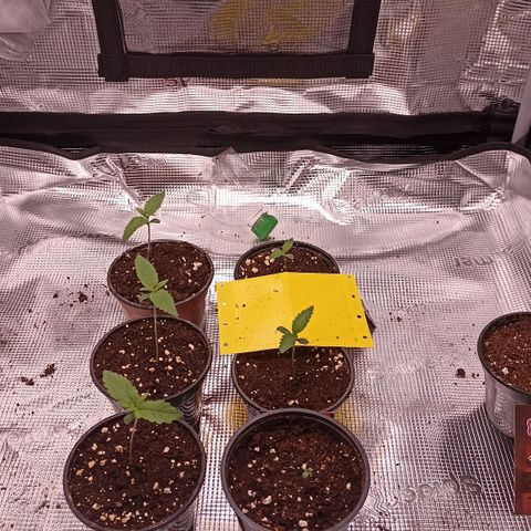 Wappa #3 growlog timeline photo