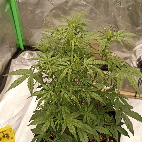 Blueberry Zkittlez Automatic growlog timeline photo