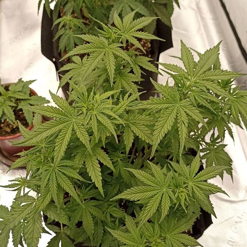 Blueberry Zkittlez Automatic growlog timeline photo