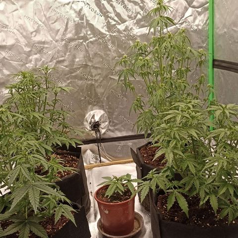 Blueberry Zkittlez Automatic growlog timeline photo