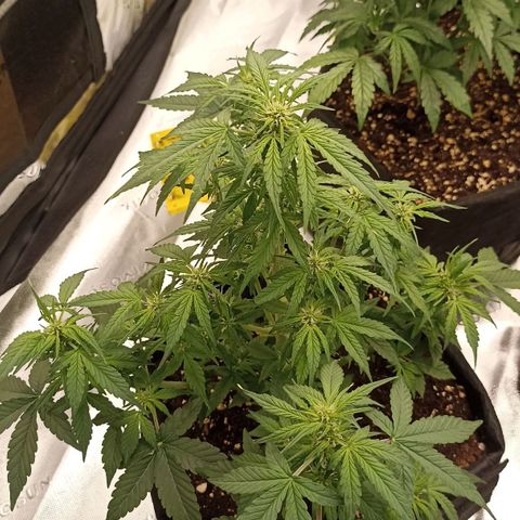 Blueberry Zkittlez Automatic growlog timeline photo
