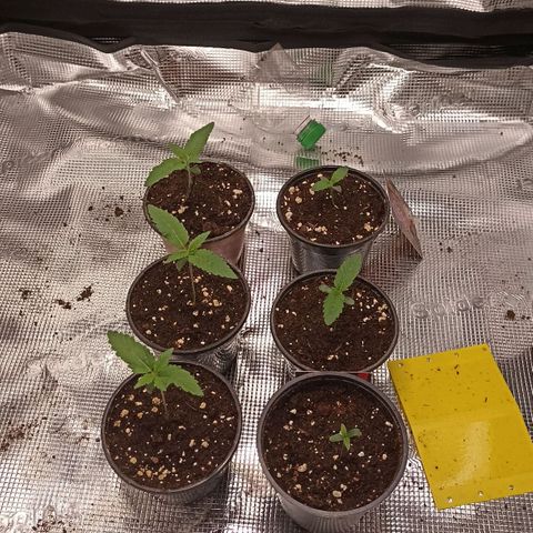 Wappa #3 growlog timeline photo