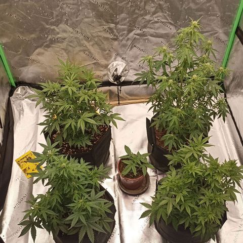Blueberry Zkittlez Automatic growlog timeline photo