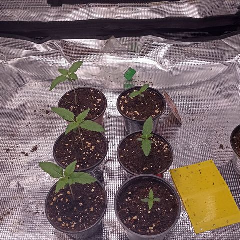 Wappa #3 growlog timeline photo