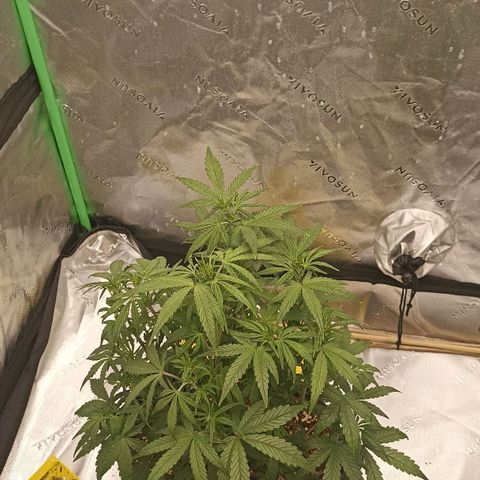 Blueberry Zkittlez Automatic growlog timeline photo
