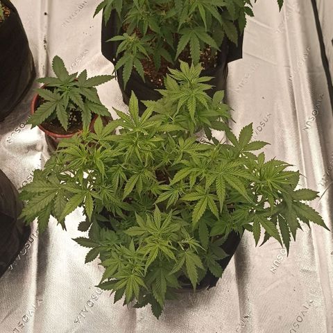 Blueberry Zkittlez Automatic growlog timeline photo