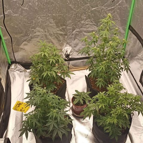 Blueberry Zkittlez Automatic growlog timeline photo