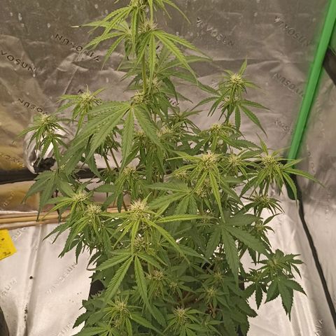 Blueberry Zkittlez Automatic growlog timeline photo