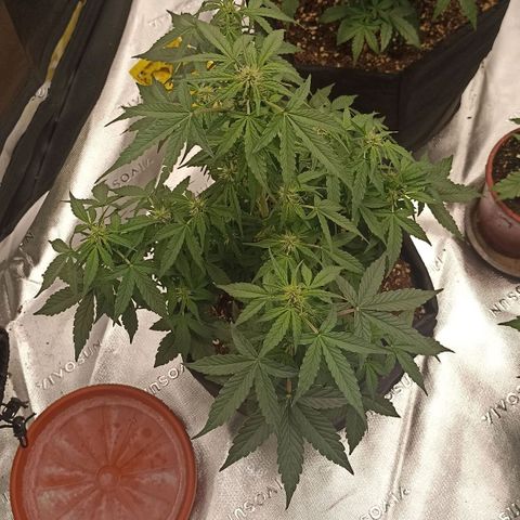 Blueberry Zkittlez Automatic growlog timeline photo