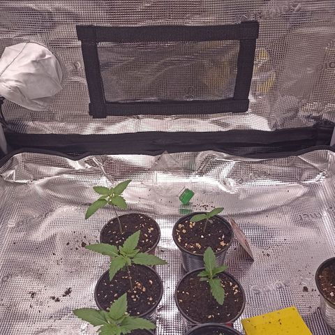 Wappa #3 growlog timeline photo