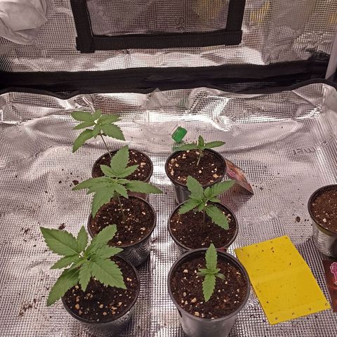 Wappa #3 growlog timeline photo