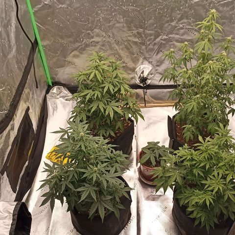 Blueberry Zkittlez Automatic growlog timeline photo