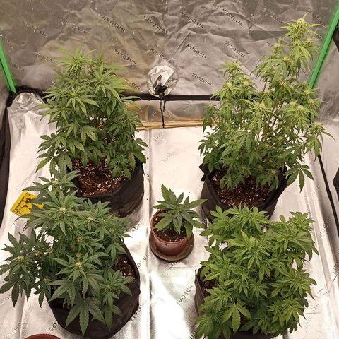 Blueberry Zkittlez Automatic growlog timeline photo