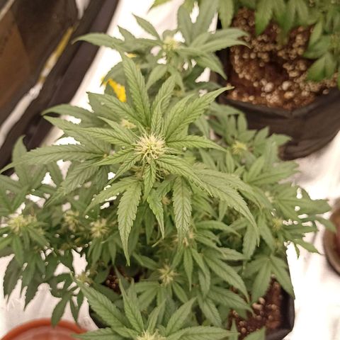 Blueberry Zkittlez Automatic growlog timeline photo