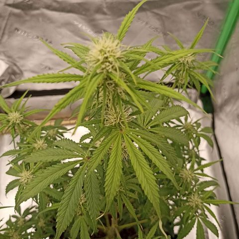 Blueberry Zkittlez Automatic growlog timeline photo