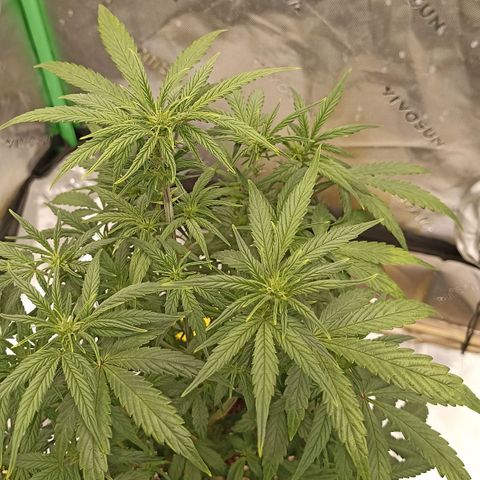 Blueberry Zkittlez Automatic growlog timeline photo