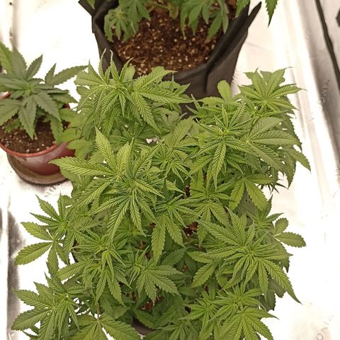 Blueberry Zkittlez Automatic growlog timeline photo