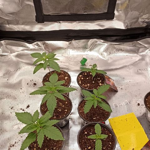 Wappa #3 growlog timeline photo