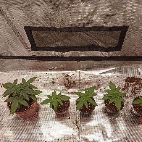 Wappa #3 growlog photo: Gelatto/Wappa 1-3/Sunset Paradise #2