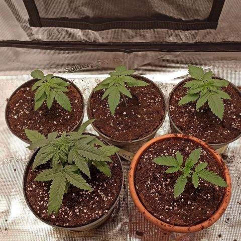 Wappa #3 growlog timeline photo