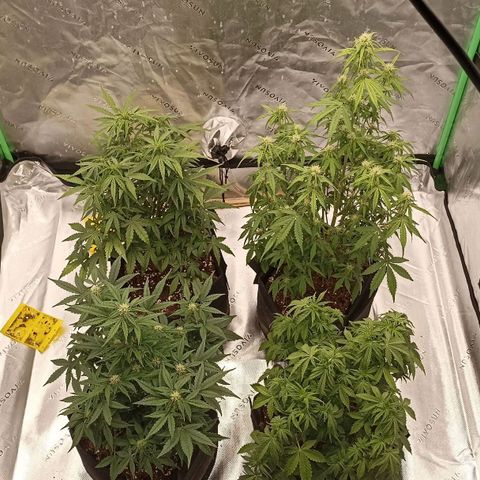 Blueberry Zkittlez Automatic growlog timeline photo