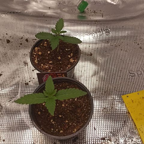 Sunset Paradise #3 growlog timeline photo