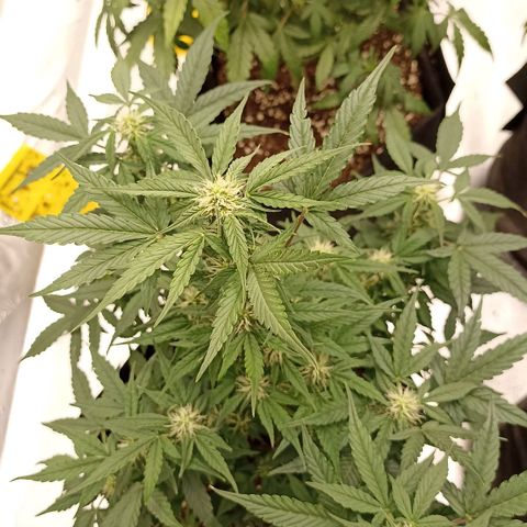 Blueberry Zkittlez Automatic growlog timeline photo