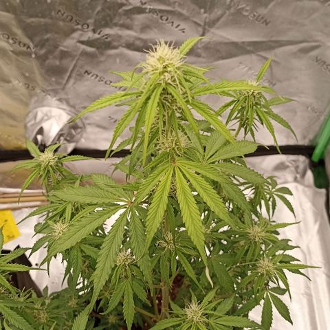 Blueberry Zkittlez Automatic growlog timeline photo