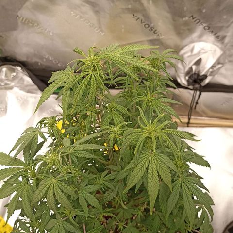 Blueberry Zkittlez Automatic growlog timeline photo