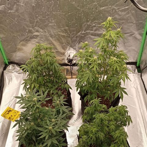 Blueberry Zkittlez Automatic growlog timeline photo