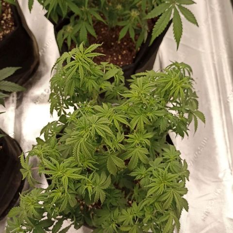 Blueberry Zkittlez Automatic growlog timeline photo