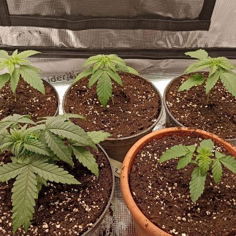 Wappa #3 growlog timeline photo