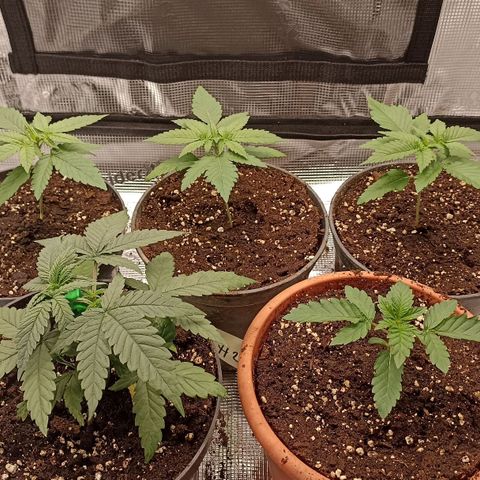 Wappa #3 growlog timeline photo