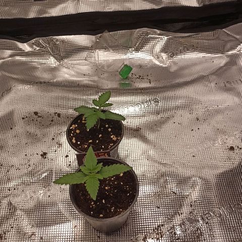 Sunset Paradise #3 growlog timeline photo