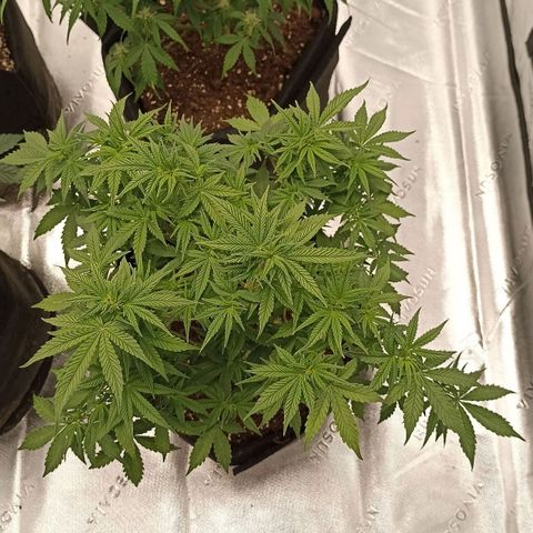 Blueberry Zkittlez Automatic growlog timeline photo