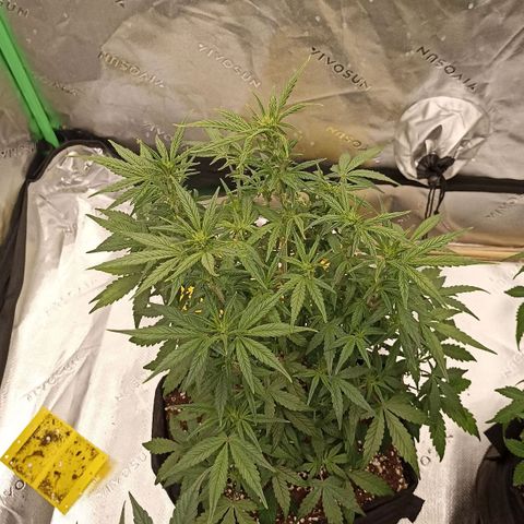 Blueberry Zkittlez Automatic growlog timeline photo