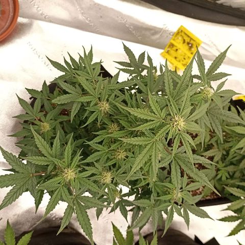 Blueberry Zkittlez Automatic growlog timeline photo