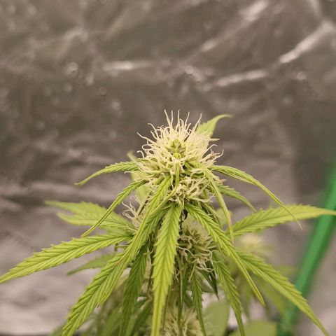 Blueberry Zkittlez Automatic growlog timeline photo