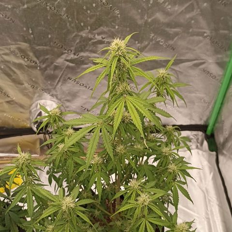 Blueberry Zkittlez Automatic growlog timeline photo